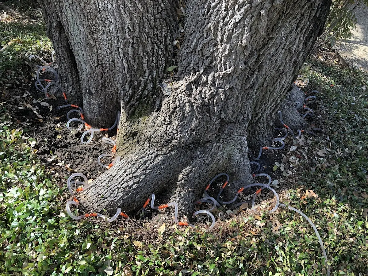 Detailed Tree Cabling and Bracing job site in Batavia