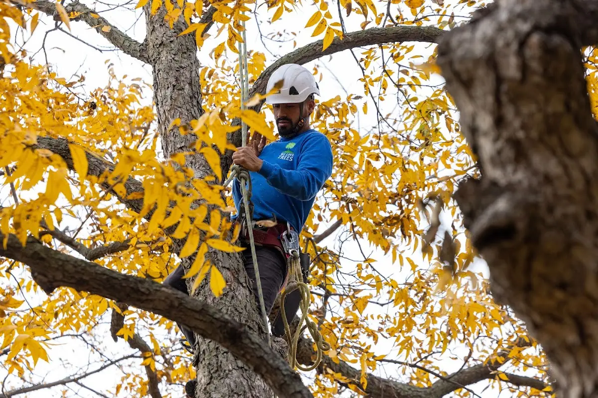 Skilled Tree Trimming crew working in Batavia